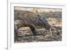 Adult Komodo Dragon (Varanus Komodoensis), in Komodo National Park, Komodo Island, Indonesia-Michael Nolan-Framed Photographic Print