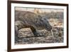 Adult Komodo Dragon (Varanus Komodoensis), in Komodo National Park, Komodo Island, Indonesia-Michael Nolan-Framed Photographic Print