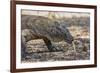 Adult Komodo Dragon (Varanus Komodoensis), in Komodo National Park, Komodo Island, Indonesia-Michael Nolan-Framed Photographic Print