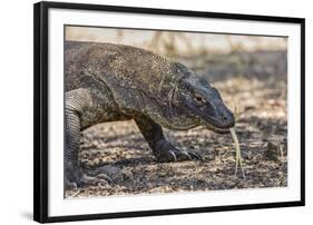 Adult Komodo Dragon (Varanus Komodoensis), in Komodo National Park, Komodo Island, Indonesia-Michael Nolan-Framed Photographic Print