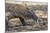 Adult Komodo Dragon (Varanus Komodoensis), in Komodo National Park, Komodo Island, Indonesia-Michael Nolan-Mounted Photographic Print