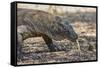 Adult Komodo Dragon (Varanus Komodoensis), in Komodo National Park, Komodo Island, Indonesia-Michael Nolan-Framed Stretched Canvas