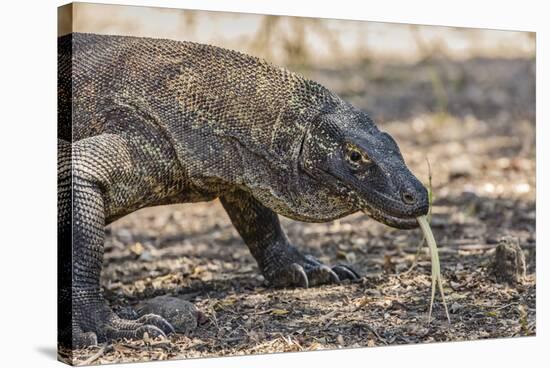 Adult Komodo Dragon (Varanus Komodoensis), in Komodo National Park, Komodo Island, Indonesia-Michael Nolan-Stretched Canvas