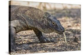 Adult Komodo Dragon (Varanus Komodoensis), in Komodo National Park, Komodo Island, Indonesia-Michael Nolan-Stretched Canvas