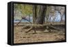 Adult Komodo Dragon (Varanus Komodoensis) in Komodo National Park, Komodo Island, Indonesia-Michael Nolan-Framed Stretched Canvas