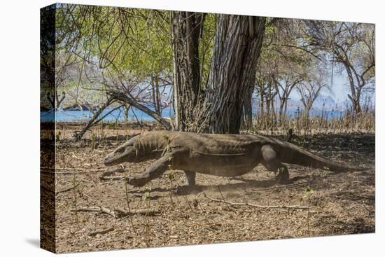 Adult Komodo Dragon (Varanus Komodoensis) in Komodo National Park, Komodo Island, Indonesia-Michael Nolan-Stretched Canvas