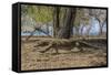 Adult Komodo Dragon (Varanus Komodoensis) in Komodo National Park, Komodo Island, Indonesia-Michael Nolan-Framed Stretched Canvas