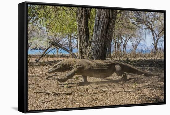 Adult Komodo Dragon (Varanus Komodoensis) in Komodo National Park, Komodo Island, Indonesia-Michael Nolan-Framed Stretched Canvas