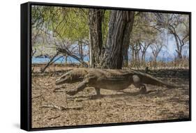 Adult Komodo Dragon (Varanus Komodoensis) in Komodo National Park, Komodo Island, Indonesia-Michael Nolan-Framed Stretched Canvas