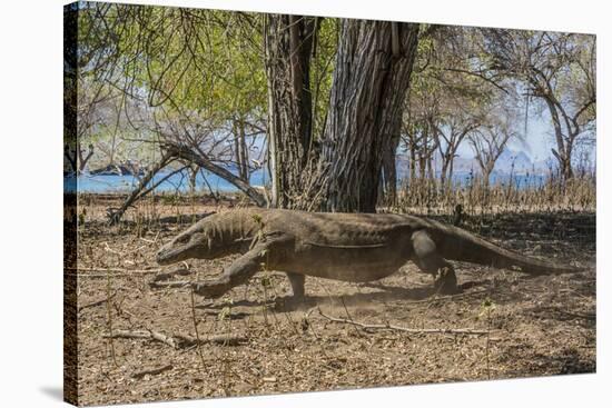 Adult Komodo Dragon (Varanus Komodoensis) in Komodo National Park, Komodo Island, Indonesia-Michael Nolan-Stretched Canvas