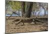 Adult Komodo Dragon (Varanus Komodoensis) in Komodo National Park, Komodo Island, Indonesia-Michael Nolan-Mounted Photographic Print