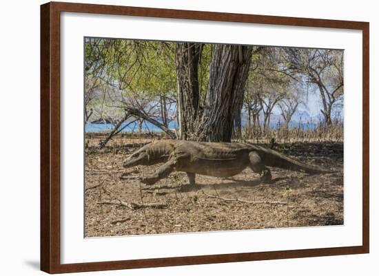 Adult Komodo Dragon (Varanus Komodoensis) in Komodo National Park, Komodo Island, Indonesia-Michael Nolan-Framed Photographic Print