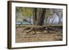 Adult Komodo Dragon (Varanus Komodoensis) in Komodo National Park, Komodo Island, Indonesia-Michael Nolan-Framed Photographic Print