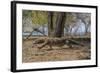 Adult Komodo Dragon (Varanus Komodoensis) in Komodo National Park, Komodo Island, Indonesia-Michael Nolan-Framed Photographic Print