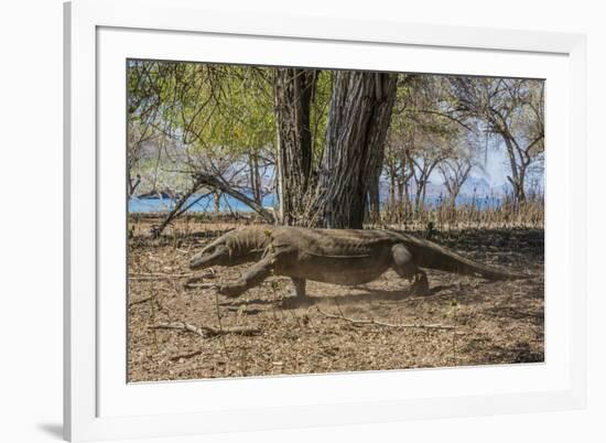 Adult Komodo Dragon (Varanus Komodoensis) in Komodo National Park, Komodo Island, Indonesia-Michael Nolan-Framed Photographic Print