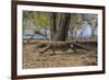 Adult Komodo Dragon (Varanus Komodoensis) in Komodo National Park, Komodo Island, Indonesia-Michael Nolan-Framed Photographic Print