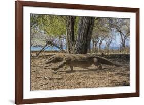 Adult Komodo Dragon (Varanus Komodoensis) in Komodo National Park, Komodo Island, Indonesia-Michael Nolan-Framed Photographic Print