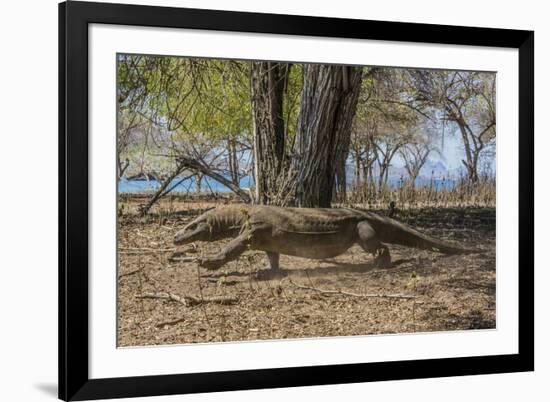 Adult Komodo Dragon (Varanus Komodoensis) in Komodo National Park, Komodo Island, Indonesia-Michael Nolan-Framed Photographic Print