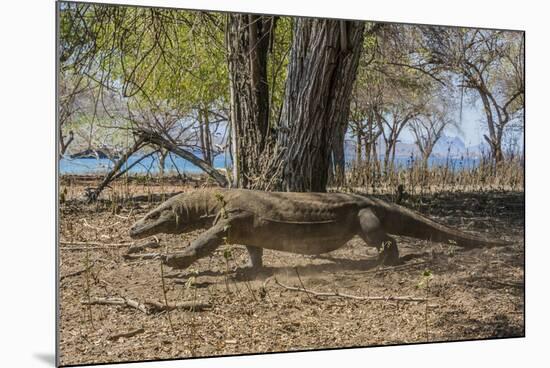 Adult Komodo Dragon (Varanus Komodoensis) in Komodo National Park, Komodo Island, Indonesia-Michael Nolan-Mounted Photographic Print