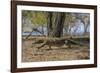 Adult Komodo Dragon (Varanus Komodoensis) in Komodo National Park, Komodo Island, Indonesia-Michael Nolan-Framed Photographic Print