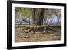 Adult Komodo Dragon (Varanus Komodoensis) in Komodo National Park, Komodo Island, Indonesia-Michael Nolan-Framed Photographic Print