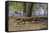 Adult Komodo Dragon (Varanus Komodoensis) in Komodo National Park, Komodo Island, Indonesia-Michael Nolan-Framed Stretched Canvas