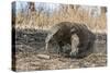 Adult Komodo Dragon (Varanus Komodoensis) in Komodo National Park, Komodo Island, Indonesia-Michael Nolan-Stretched Canvas