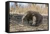 Adult Komodo Dragon (Varanus Komodoensis) in Komodo National Park, Komodo Island, Indonesia-Michael Nolan-Framed Stretched Canvas