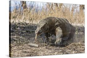 Adult Komodo Dragon (Varanus Komodoensis) in Komodo National Park, Komodo Island, Indonesia-Michael Nolan-Stretched Canvas