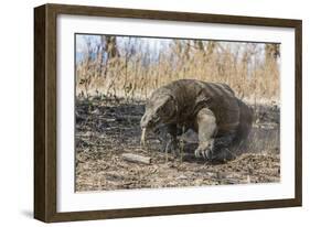 Adult Komodo Dragon (Varanus Komodoensis) in Komodo National Park, Komodo Island, Indonesia-Michael Nolan-Framed Photographic Print