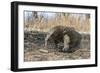 Adult Komodo Dragon (Varanus Komodoensis) in Komodo National Park, Komodo Island, Indonesia-Michael Nolan-Framed Photographic Print