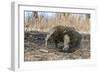 Adult Komodo Dragon (Varanus Komodoensis) in Komodo National Park, Komodo Island, Indonesia-Michael Nolan-Framed Photographic Print