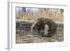 Adult Komodo Dragon (Varanus Komodoensis) in Komodo National Park, Komodo Island, Indonesia-Michael Nolan-Framed Photographic Print