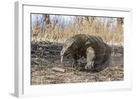 Adult Komodo Dragon (Varanus Komodoensis) in Komodo National Park, Komodo Island, Indonesia-Michael Nolan-Framed Photographic Print