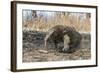 Adult Komodo Dragon (Varanus Komodoensis) in Komodo National Park, Komodo Island, Indonesia-Michael Nolan-Framed Photographic Print