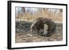 Adult Komodo Dragon (Varanus Komodoensis) in Komodo National Park, Komodo Island, Indonesia-Michael Nolan-Framed Photographic Print