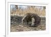 Adult Komodo Dragon (Varanus Komodoensis) in Komodo National Park, Komodo Island, Indonesia-Michael Nolan-Framed Photographic Print