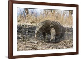 Adult Komodo Dragon (Varanus Komodoensis) in Komodo National Park, Komodo Island, Indonesia-Michael Nolan-Framed Photographic Print