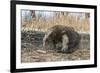 Adult Komodo Dragon (Varanus Komodoensis) in Komodo National Park, Komodo Island, Indonesia-Michael Nolan-Framed Photographic Print