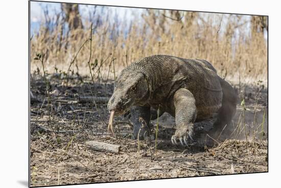 Adult Komodo Dragon (Varanus Komodoensis) in Komodo National Park, Komodo Island, Indonesia-Michael Nolan-Mounted Photographic Print