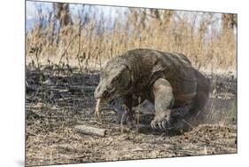 Adult Komodo Dragon (Varanus Komodoensis) in Komodo National Park, Komodo Island, Indonesia-Michael Nolan-Mounted Photographic Print