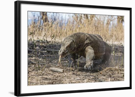 Adult Komodo Dragon (Varanus Komodoensis) in Komodo National Park, Komodo Island, Indonesia-Michael Nolan-Framed Photographic Print