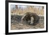 Adult Komodo Dragon (Varanus Komodoensis) in Komodo National Park, Komodo Island, Indonesia-Michael Nolan-Framed Photographic Print