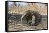 Adult Komodo Dragon (Varanus Komodoensis) in Komodo National Park, Komodo Island, Indonesia-Michael Nolan-Framed Stretched Canvas