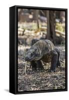 Adult Komodo Dragon (Varanus Komodoensis) in Komodo National Park, Komodo Island, Indonesia-Michael Nolan-Framed Stretched Canvas