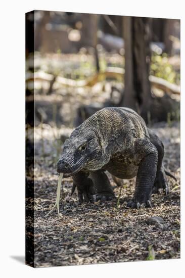 Adult Komodo Dragon (Varanus Komodoensis) in Komodo National Park, Komodo Island, Indonesia-Michael Nolan-Stretched Canvas