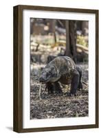 Adult Komodo Dragon (Varanus Komodoensis) in Komodo National Park, Komodo Island, Indonesia-Michael Nolan-Framed Photographic Print