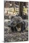 Adult Komodo Dragon (Varanus Komodoensis) in Komodo National Park, Komodo Island, Indonesia-Michael Nolan-Mounted Photographic Print