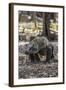 Adult Komodo Dragon (Varanus Komodoensis) in Komodo National Park, Komodo Island, Indonesia-Michael Nolan-Framed Photographic Print