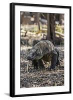 Adult Komodo Dragon (Varanus Komodoensis) in Komodo National Park, Komodo Island, Indonesia-Michael Nolan-Framed Photographic Print